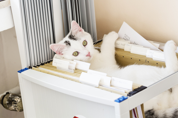 cat lying in hanging files office Gatto in ufficio