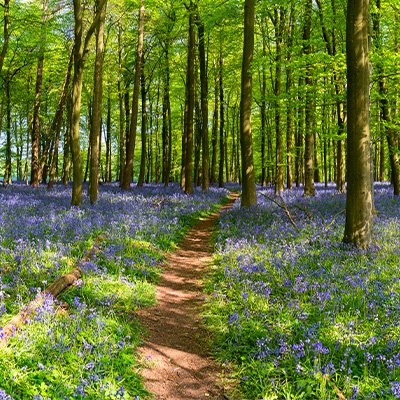 forest bathing